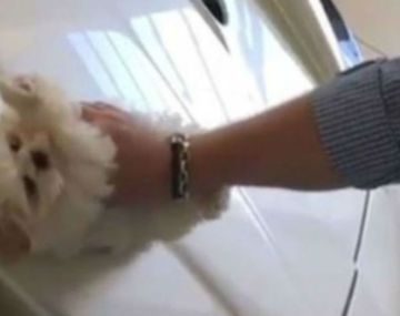 Así usa el jóven al cachorro para limpiar el auto