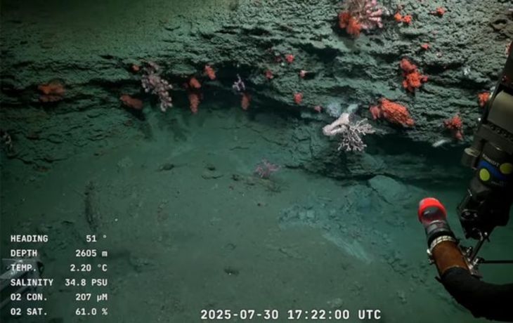 EN VIVO: la nueva transmisión del Conicet en Mar del Plata, a 3.600 metros de profundidad