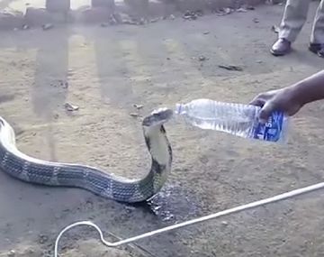 Una cobra toma agua de una botella