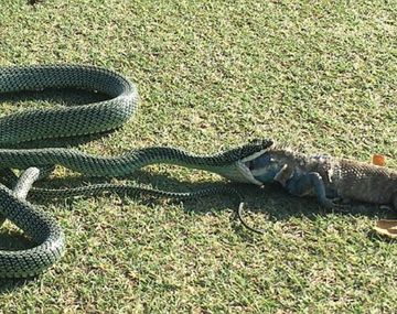 VIDEO: Una serpiente intenta tragarse a una iguana en pleno campo de golf
