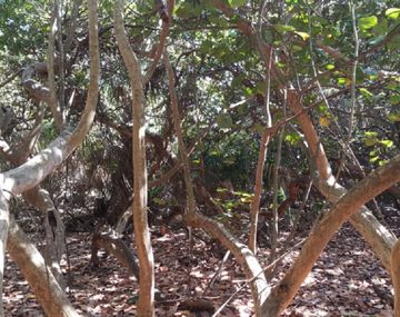 Desafío viral: mirá esta foto y encontrá al gato