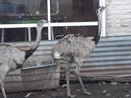 Vendía ñandúes, tortugas y erizos por internet: lo detuvieron por maltrato animal