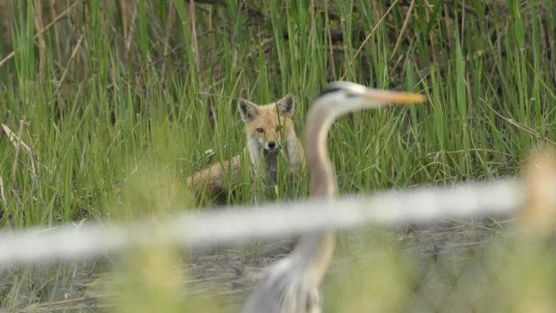 Los animales protagonizaron un episodio notable Crédito: Sam Davis