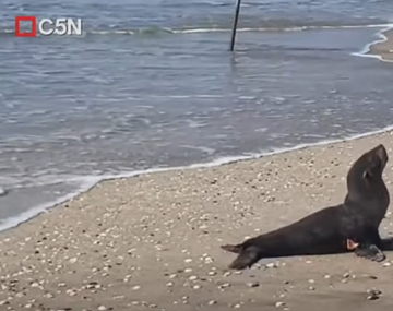 Sorpresiva aparición de un lobito marino en una playa de Villa Gesell