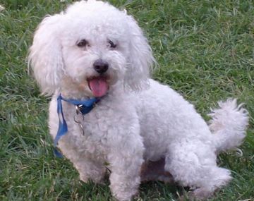 Almagro: asaltan a una familia y matan a patadas a su perro