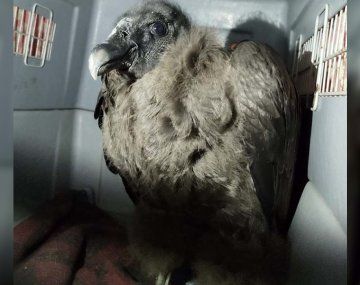 La historia de Inés