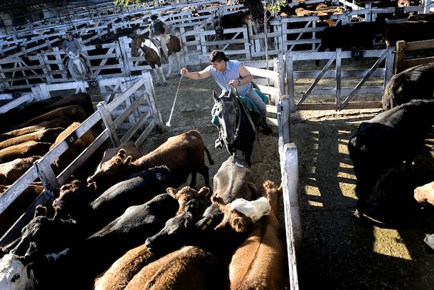 Es necesario que entren cabezas de ganado para bajar el precio de la carne