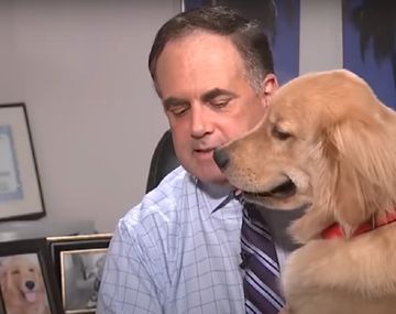 Video viral: Brody, el perro que se ganó toda la fama en televisión 