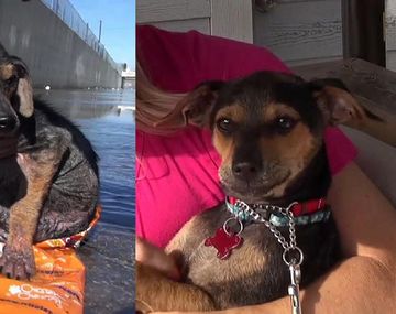 Increíble recuperación de un perro abandonado