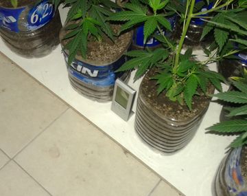 Valeria del Mar: iban por violencia de género y hallan un vivero de marihuana