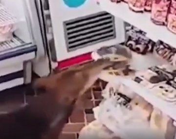 Un perro se robó una pastafrola de un almacén y se la comió en la vereda