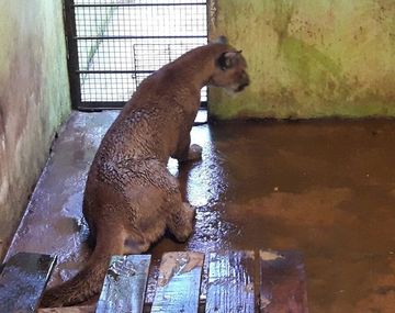 El puma ya se encuentra en una reserva de Misiones