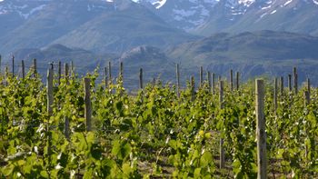 La fiesta de los Viñedos vuelve en marzo La fiesta de los Viñedos vuelve en marzo