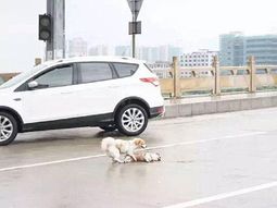 imposible no llorar: un perro trata de reanimar a un amigo atropellado imposible no llorar: un perro trata de reanimar a un amigo atropellado