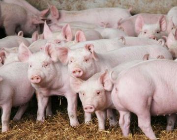Acuerdo porcino con China: Tienen que ser contemplados los riesgos sanitarios de las personas y los animales