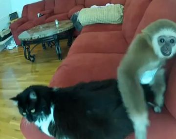 La paciencia que un gato le tiene a un inquieto monito