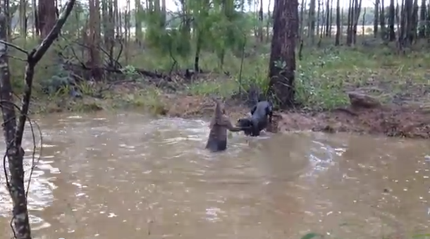 VIDEO: La pelea entre un perro y un canguro que trata de ahogarlo