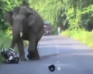 VIDEO: Elefante interrumpe el tráfico y aterra a un motociclista