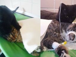 un gato , enfermero de un refugio un gato , enfermero de un refugio