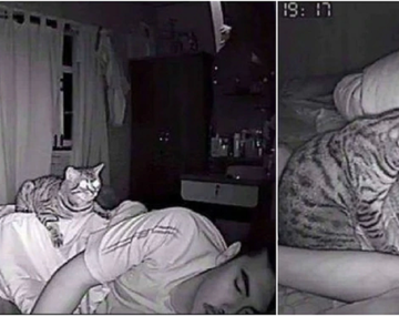 No podía dormir y descubrió que su gato lo abraza tan fuerte que lo asfixia