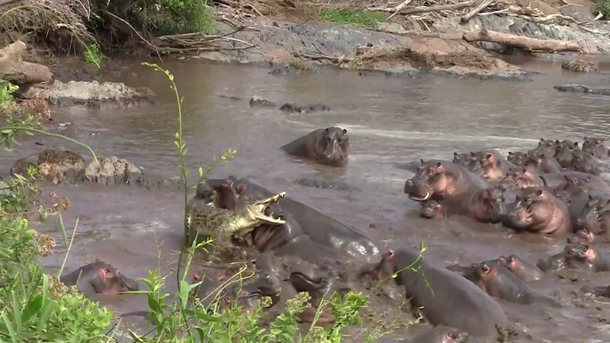 VIDEO: Un cocodrilo se enfrenta a 30 hipopótamos enojados