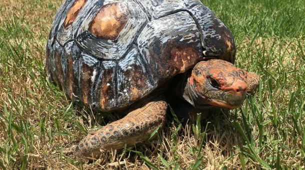 Una tortuga perdió su caparazón y le hicieron uno con una impresora 3D