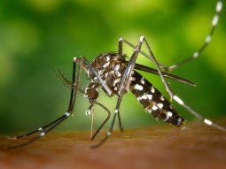 cuales son los sintomas del dengue: que precauciones tomar ante la ausencia del estado cuales son los sintomas del dengue: que precauciones tomar ante la ausencia del estado