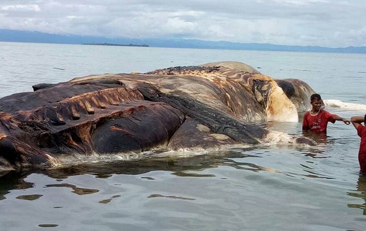 Este es el monstruo que apareció