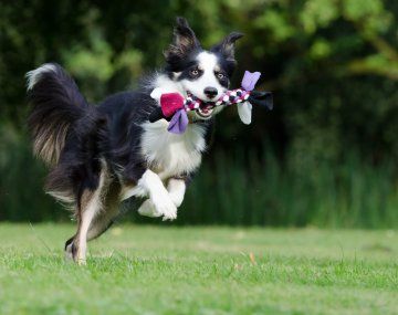 Cuáles son los 10 perros más inteligentes