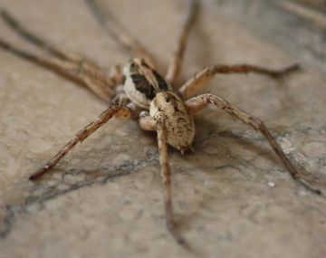 Creían que se peleaba con su mujer pero...