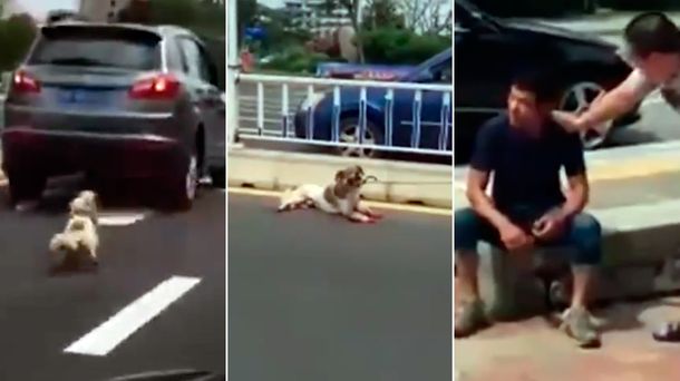 Horror en plena calle: ató a su perro a una camioneta y lo arrastró hasta matarlo