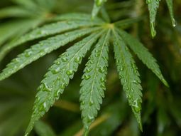 Un informe de la ONU indició que la legalización del cannabis en Uruguay no redujo el mercado ilegal ni el consumo. Un informe de la ONU indició que la legalización del cannabis en Uruguay no redujo el mercado ilegal ni el consumo.