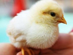 POLLO1