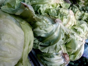 LECHUGA