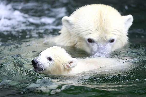 Un cachorro de oso polar en Wilhelma