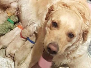 Nació un cachorro de color verde