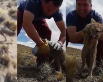 ¡Qué gratificante ayudar al que lo necesita!: salvó a un zorro de morir asfixiado