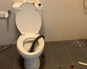 Una serpiente mordió un hombre en Tailandia