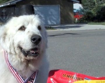 Insólito: un perro fue elegido alcalde en Estados Unidos