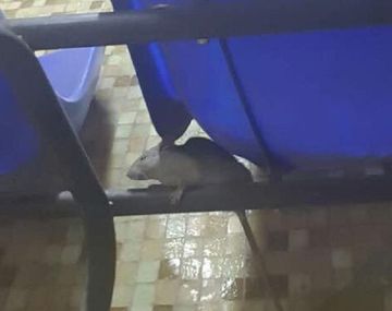 Las ratas se pasean por todo el edificio