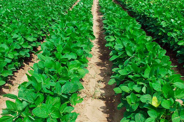 La soja volvió a subir y cierra la semana en torno a US$ 630