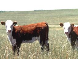 Podría faltar carne en góndolas de los súper