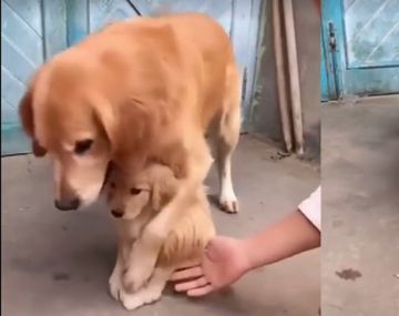 La imágen recorrió el mundo a través de las redes sociales