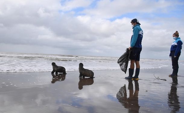 Volvieron al mar dos lobos marinos que tuvieron que ser relocalizados