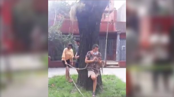 El Gobierno de la Ciudad intentó talar un árbol y una mujer se encadenó para evitarlo