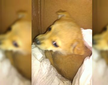 Escuchó llorar a un perrito en el camión de basura