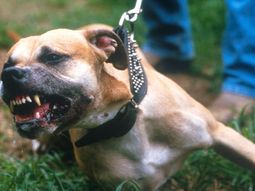 un pitbull se escapo y mordio a dos nenes que jugaban en la vereda un pitbull se escapo y mordio a dos nenes que jugaban en la vereda