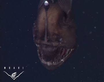 Conocé al diablo negro