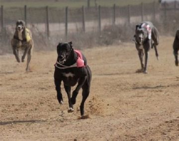 El Congreso avanza para evitar las carreras de perros