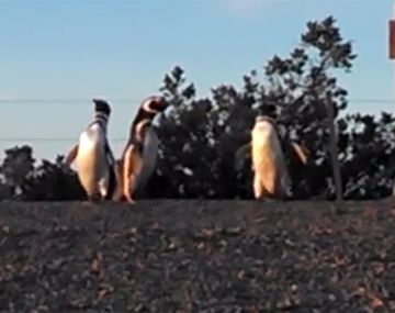 Comenzaron a llegar los pingüinos a Punta Tombo